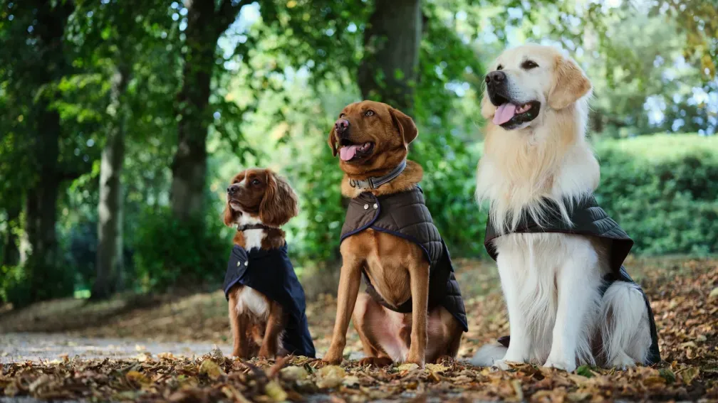 The Cotswold Dogs and Cats Home Online Auction - 28th July