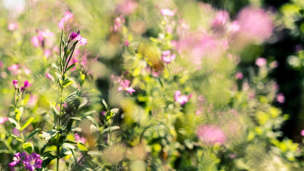 Why You Should Camp in May