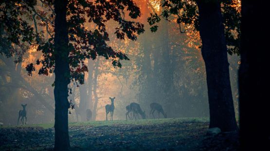 5 Autumn Activities for Families in the UK