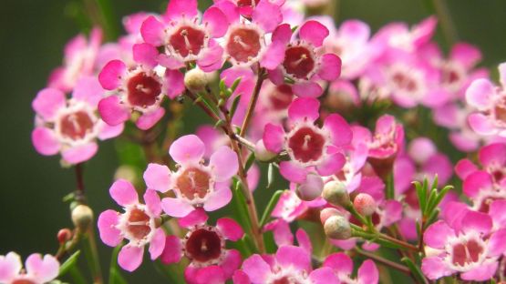 3 Top Garden Campsites in the UK