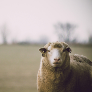 a sheep in countryside
