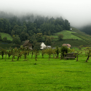 an image showing a green winter camping field with apple trees. in the background are hills with forest trees surrounded by fog. 